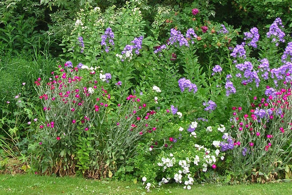 Pflanzenpflege im Garten 