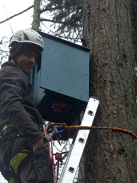 Baum-Arbeiten in der Höhe 