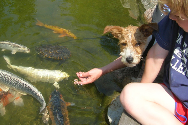 Die Pflege für den Gartenteich 
